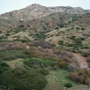 lower Willows Canyon, looking inland in side canyon to West, Santa Cruz Island