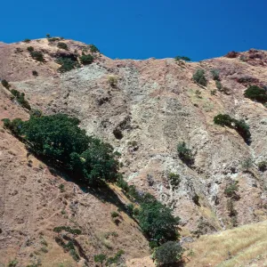 Lyonothamnus grove, Gallina Canyon, Santa Cruz Island