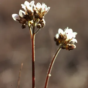 Jepsonia malvifolia, South ridge, above Stanton Ranch, Santa Cruz Island