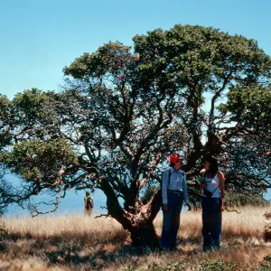 Mary, Nancy Vivrette, Arctostaphylos viridissima, Pinos Del Sur, Santa Cruz Island