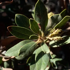 Arctostaphylos tomentosa, subcordata, South Ridge Road, 0.5 mile East of Willows Anchorage, Santa Cruz Island