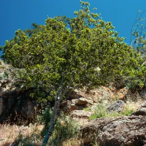 Rhamnus pirifolia, Alameda de Coches Prietos, Santa Cruz Island