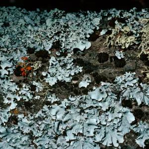 lichens on oak limb, Quercus agrifolia (Coastal Live Oak), canyon East of Lagunitas Secas, Santa Cruz Island