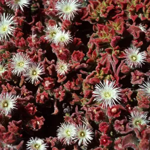 Mesembryanthemum crystallinum, Fraser Point, Santa Cruz Island