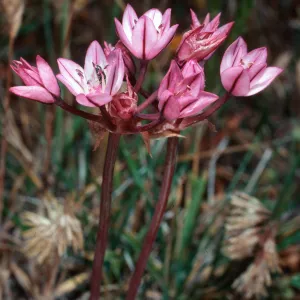 Allium, SC-1025, Santa Cruz Island