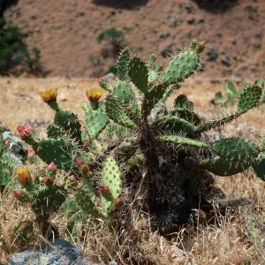 Opuntia littoralis, near Cueva Valdez, Santa Cruz Island