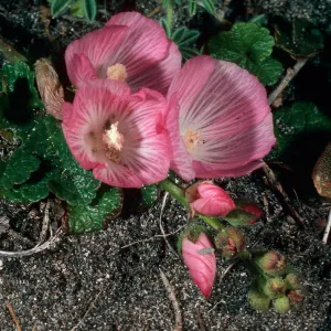 Sidalcea malviflora, cove North of Forney Cove, Santa Cruz Island