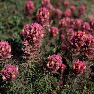 Orthocarpus purpurascens, SC-3579, near Point Flats, Santa Cruz Island
