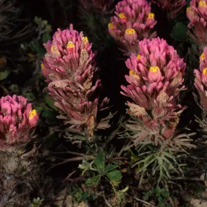 Orthocarpus purpurascens, SC-3579, near Point Flats, Santa Cruz Island