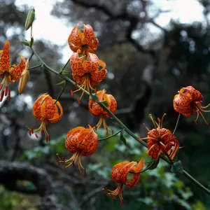 Lilium Humboldtii, Central Valley, just West of U.C. Field Station, Santa Cruz Island