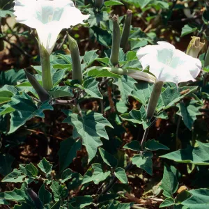 Datura, Lagunitas Secas, Santa Cruz Island