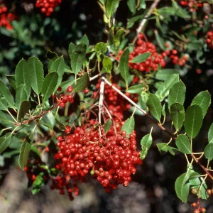 Heteromeles arbutifolia, West of Prisoners, Santa Cruz Island