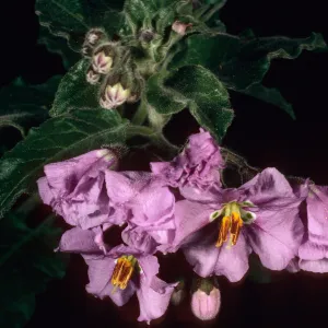 Solanum clokeyi, West of Embudo, Santa Cruz Island