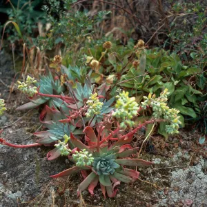 Dudleyi greenei, mouth of Eagle Canyon, Santa Cruz Island
