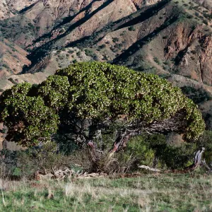 Arctostaphylos insularis, Islay Canyon Road, Santa Cruz Island