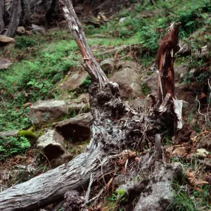 lateral roots on fallen Lyonothamnus, grove up fork in 1st canyon, West of Prisoners, Santa Cruz Island