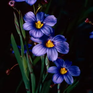 Sisyrinchium bellum, Island Section, Santa Barbara Botanic Garden