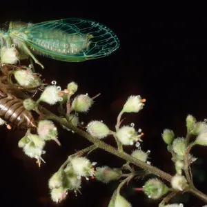 Cicada, Santa Barbara Botanic Garden