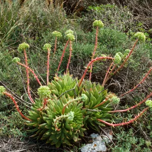 Dudleya (liveforevers), Todos Santos Island