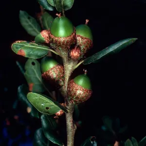 Quercus agrifolia (Coastal Live Oak), Santa Barbara Botanic Garden