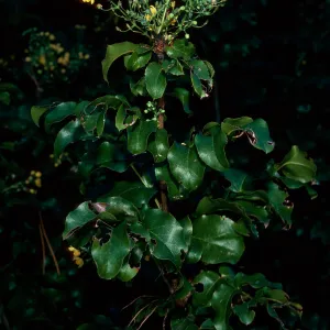 Mahonia pinnata insularis, Island Section, Santa Barbara Botanic Garden