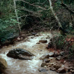 Mission Creek, Santa Barbara Botanic Garden