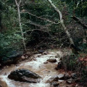 Mission Creek, Santa Barbara Botanic Garden