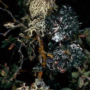 lichens on Quercus durata, Cuesta, San Luis Obispo County