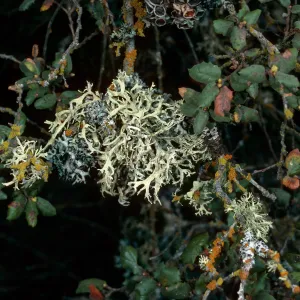 lichens on Quercus durata, Cuesta, San Luis Obispo County