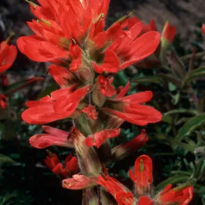 Castilleja mollis, Point Conception, Santa Barbara County