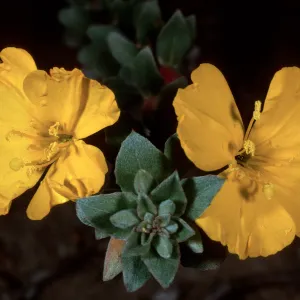 Camissonia cheiranthifolia suffuticosa, Goleta Beach