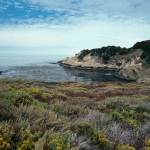 Coastal Sage, Point Lobos, Monterey County