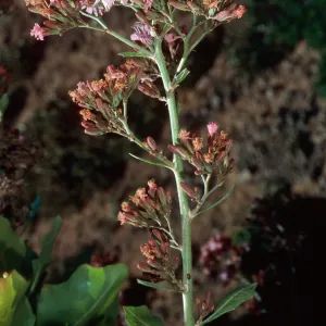 Munzothamnus blairii, Eagle Canyon, San Clemente Island