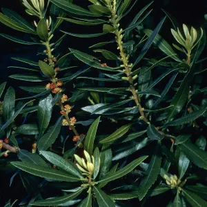 Myrica californica, Jalama Road, Jualachichi Summit, Santa Barbara County