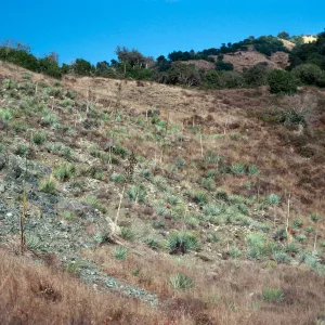 serpentine slope, Salmon Creek, Monterey County