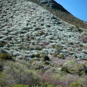 Artemisia californica, Highway 1, South of Lompoc