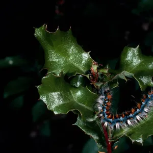 caterpillar on Quercus, trail to Rose Valley Falls