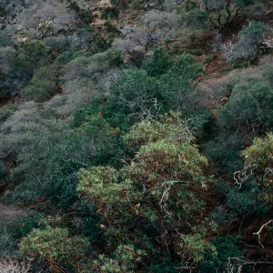 Madrones, canyon Northwest of Peak 1848, Santa Cruz Island 