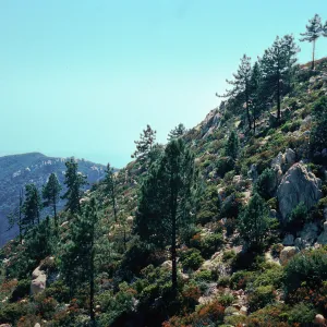 Pinus coulteri, North side of La Cumbre Peak, from East Camino Cielo, Santa Barbara County
