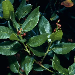 Quercus parvula, Cresta Road, Hollister Ranch
