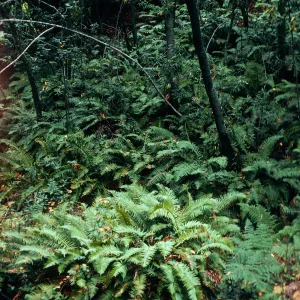 Polystichum, Umbellularia, Sycamore Canyon, Big Sur, Monterey County