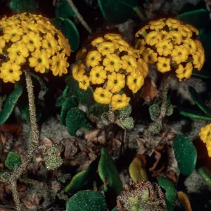 Abronia latifolia, Pfeiffer Beach, Big Sur, Monterey County