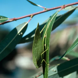 Katydid on Salix, Santa Ynez River