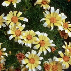 Coreopsis gigantea, white tips on flowers, just South of campground, East Anacapa Island
