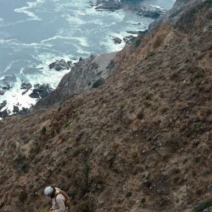 Steve Timbrook collecting Haplopappus vernonioides, offshore side, West Anacapa Island