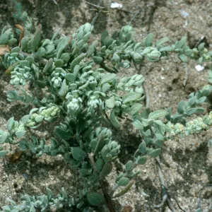 Atriplex californica, East end of Tender Beach, San Nicolas Island
