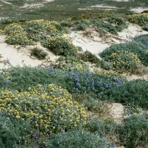 Astragalus traskiae, Near Red Eye Beach, San Nicolas Island