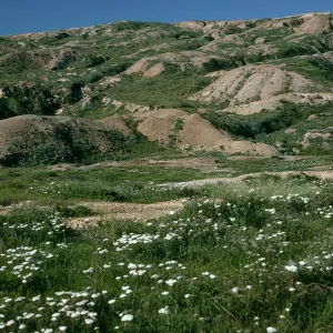 Achillea (yarrow), Upper Theodolite Road, San Nicolas Island