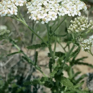 Achillea (yarrow), Northeast coastal flats, San Nicolas Island