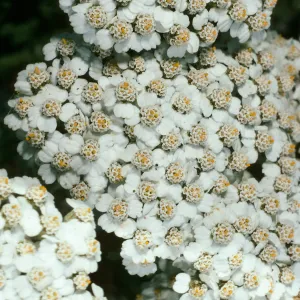 Achillea, Northeast coastal flats, San Nicolas Island
